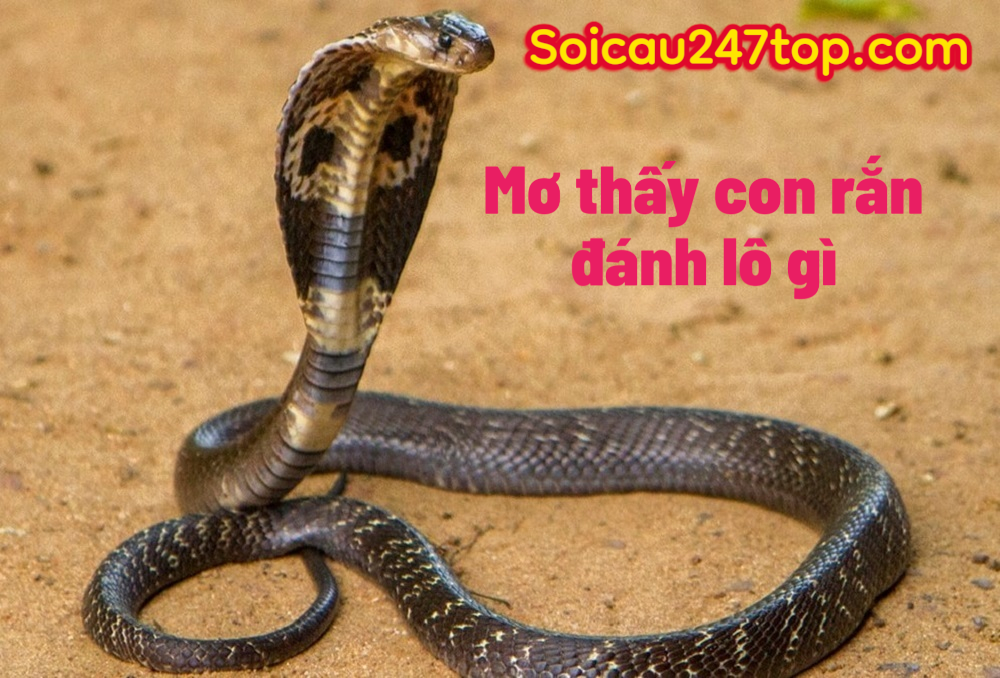 giai-ma-giac-mo-thay-con-ran