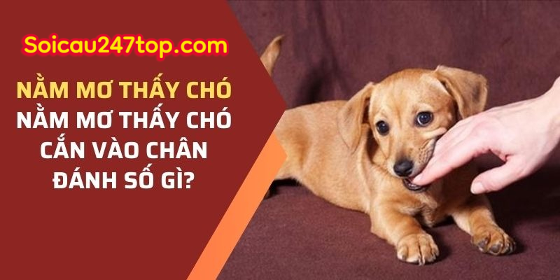 Hình ảnh ​Mơ thấy chó đánh số mấy – Nằm Mơ Thấy Chó Cắn Vào Chân Đánh Lô Gì?