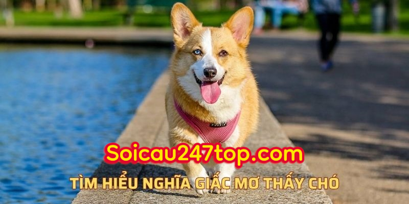 tim-hieu-giac-mo-thay-cho-danh-lo-gi