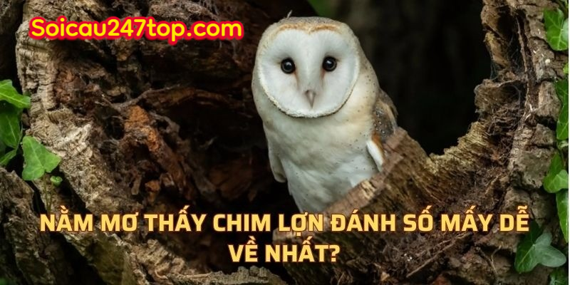 Nằm Mơ Thấy Chim Lợn Đánh Số Mấy Và Giải Mã Chi Tiết