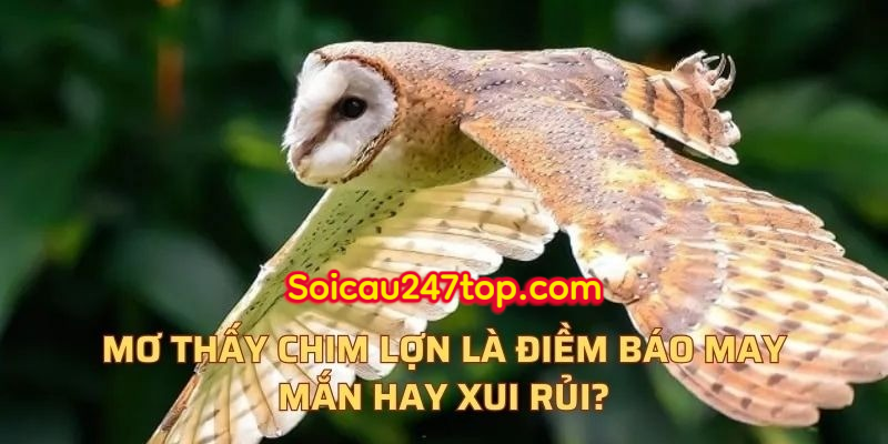 diem-bao-chim-lon-trong-xo-so